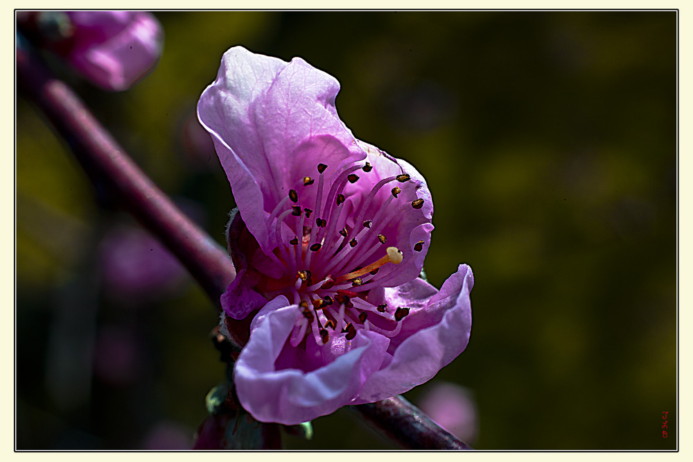 Le printemps à coeur ouvert