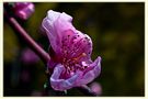 Le printemps à coeur ouvert by Jeanlloy 