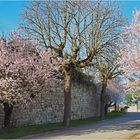 Le printemps à Gazaupouy