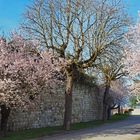 Le printemps à Gazaupouy (Gers)