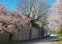 Le printemps à Gazaupouy (Gers)