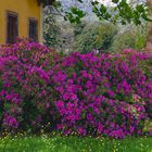 le printemps à la ville torrigiani