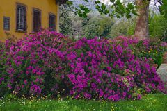 le printemps à la ville torrigiani