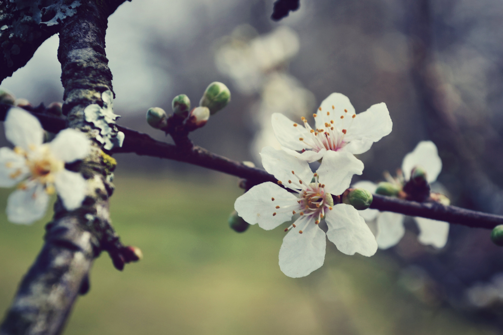 le printemps à nos pieds.