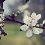 le printemps à nos pieds.