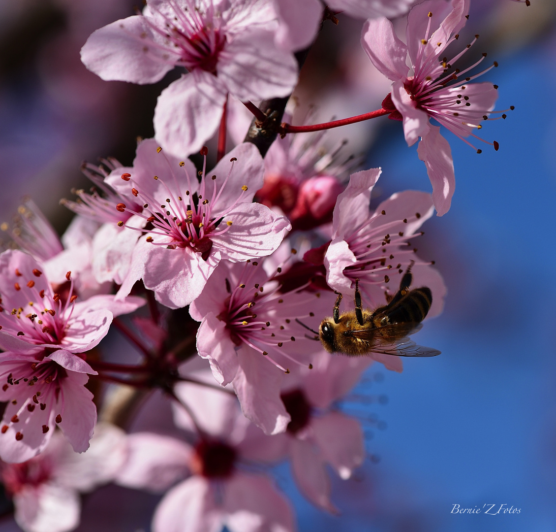 Le printemps arrive !