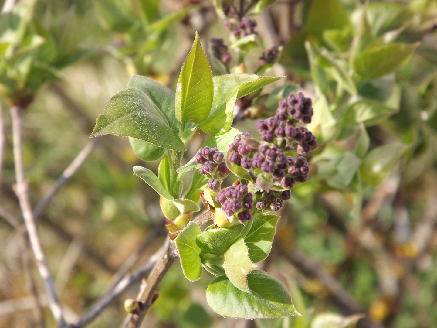 Le printemps arrive !