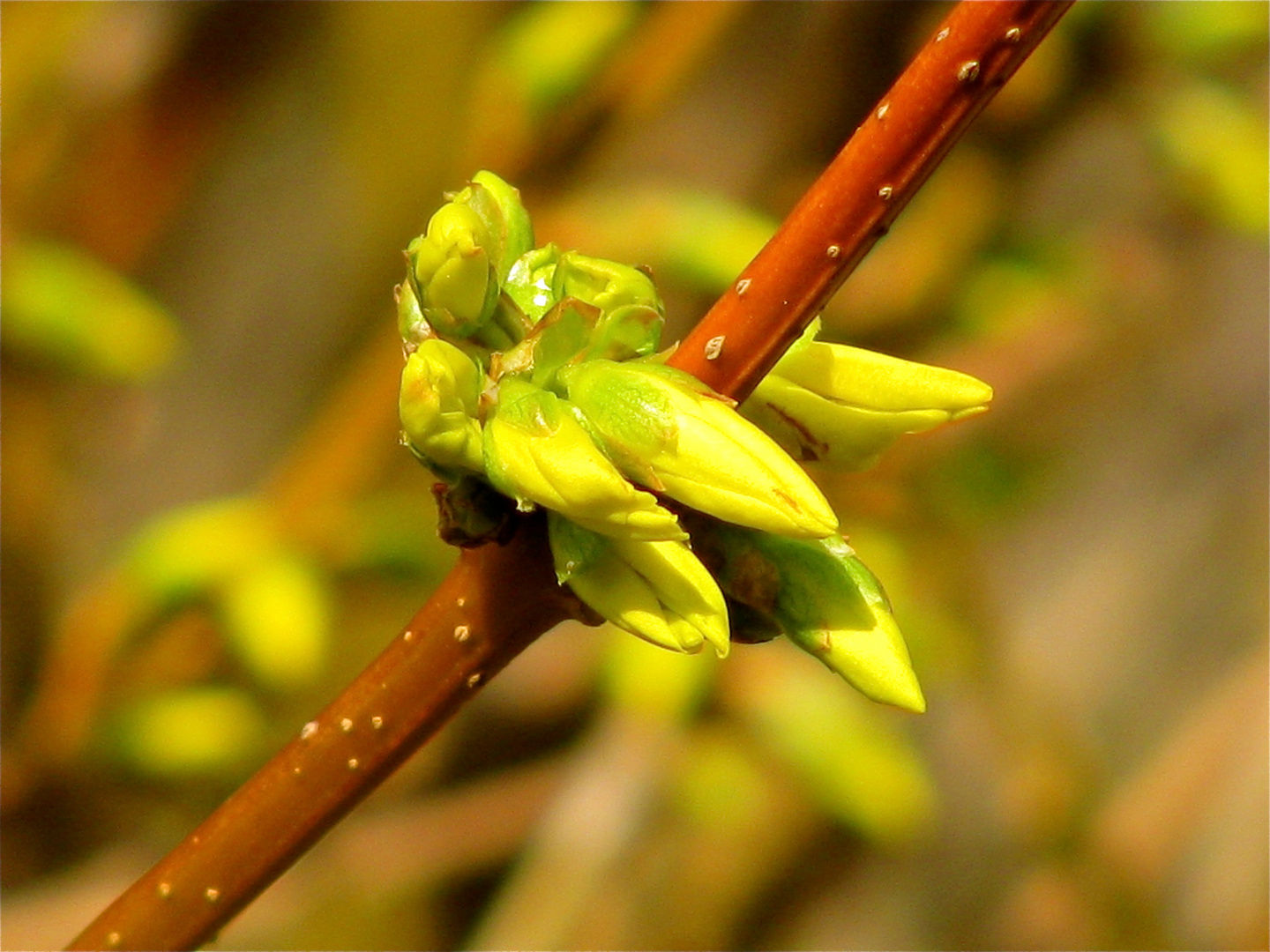 ... Le Printemps arrive !!!