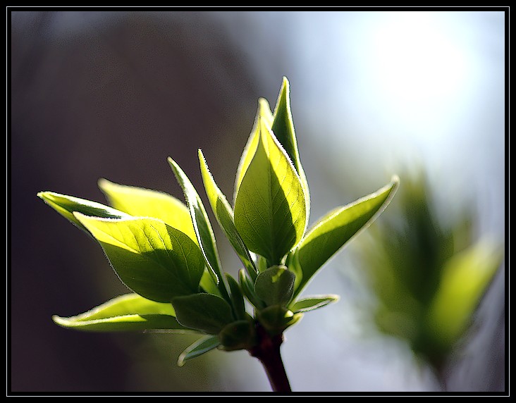 le printemps arrive