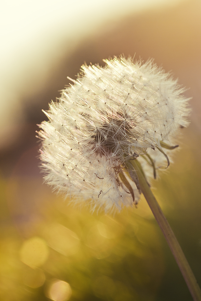 Le printemps arrive