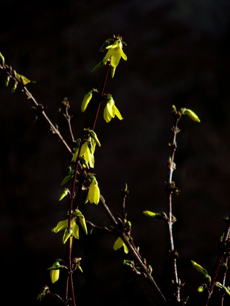 LE PRINTEMPS ARRIVE