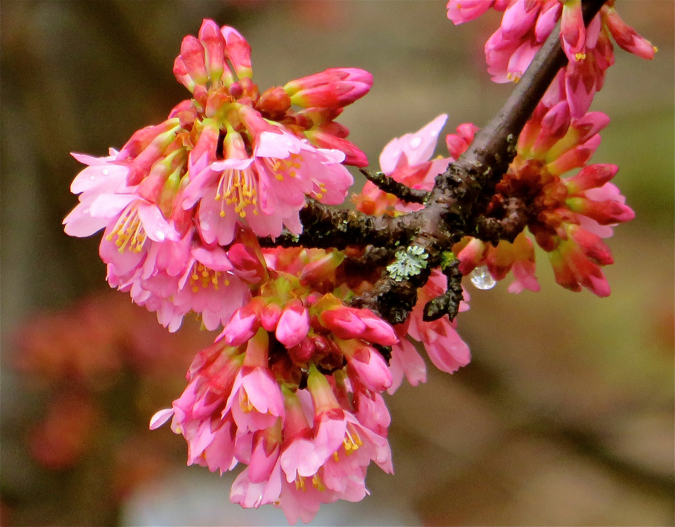 ... le printemps arrive !!!...