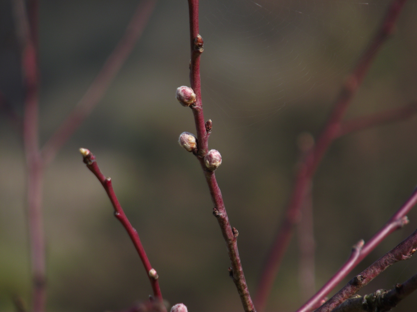 LE PRINTEMPS ARRIVE