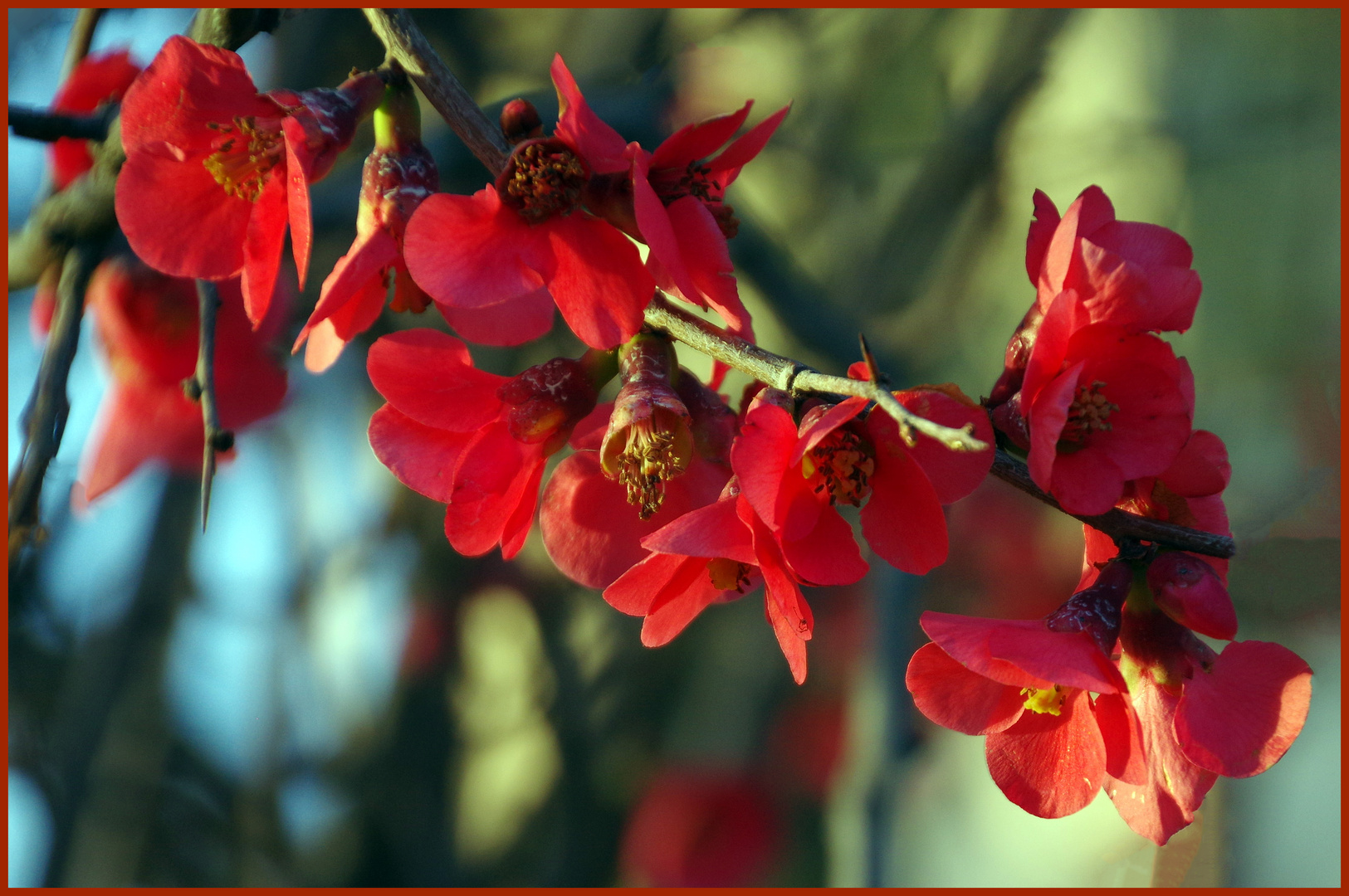 le printemps arrive   en fanfare....