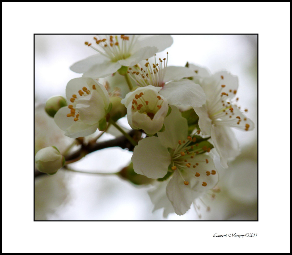 Le printemps arrive, le prunier est en fleurs.