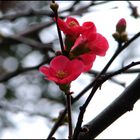 Le printemps arriverait-il ? Trop tôt!