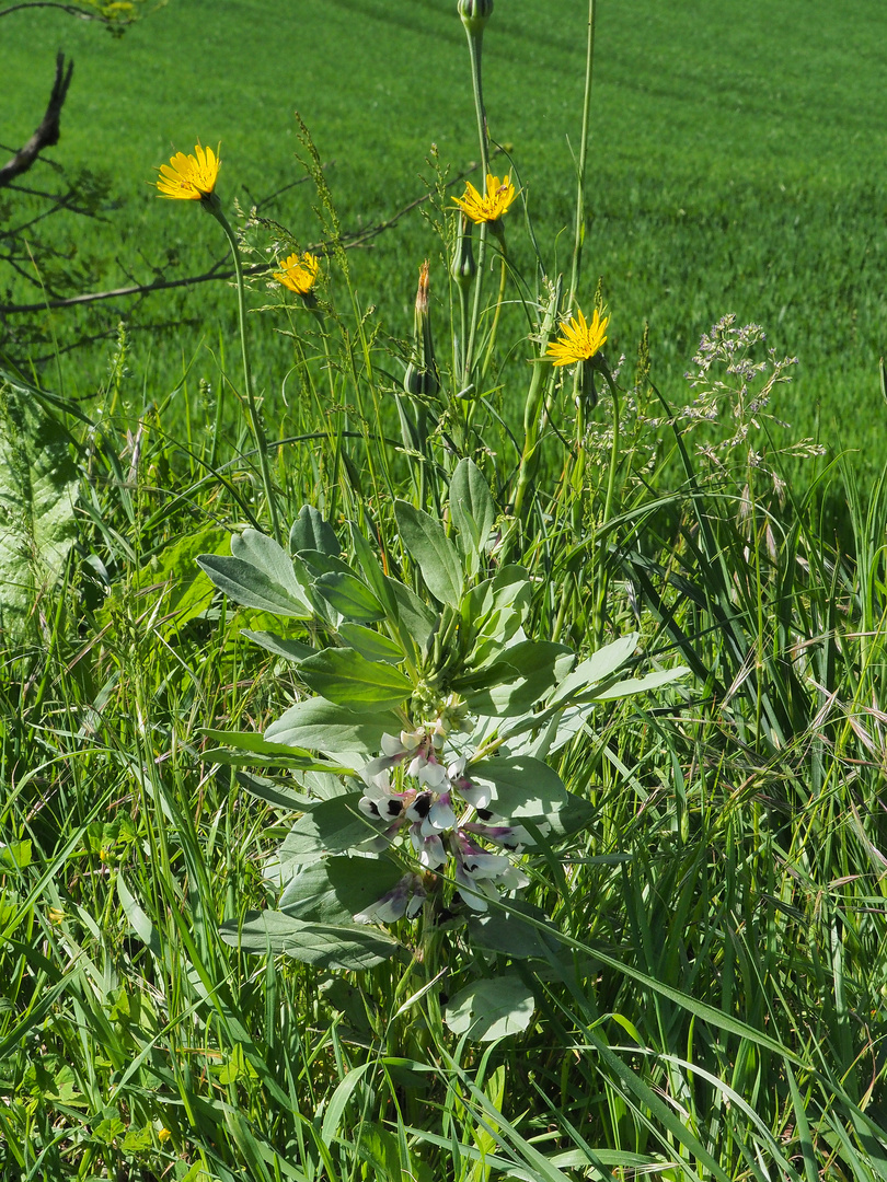  Le printemps au bord de la route