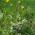  Le printemps au bord de la route