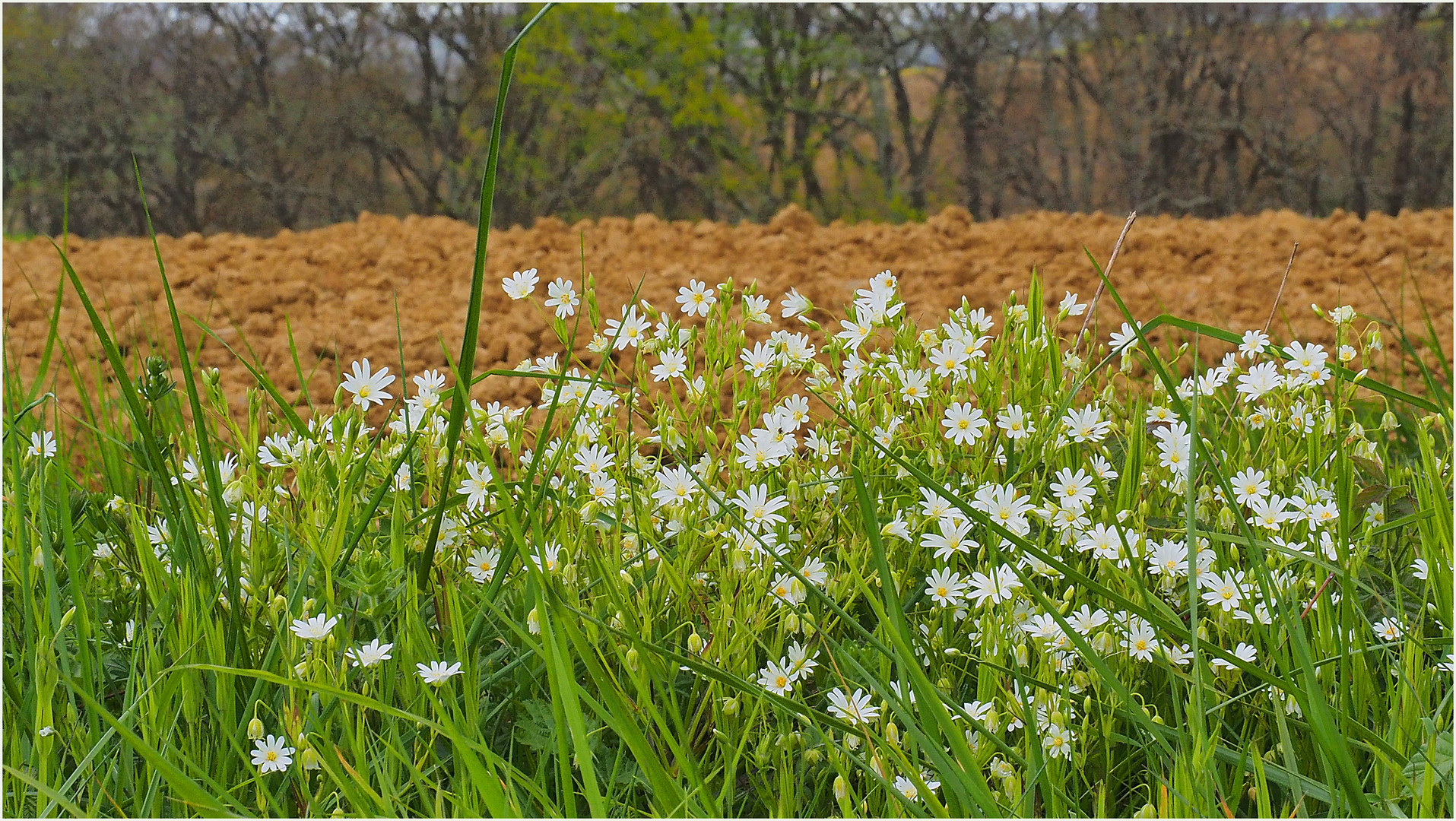 Le printemps au bord du chemin