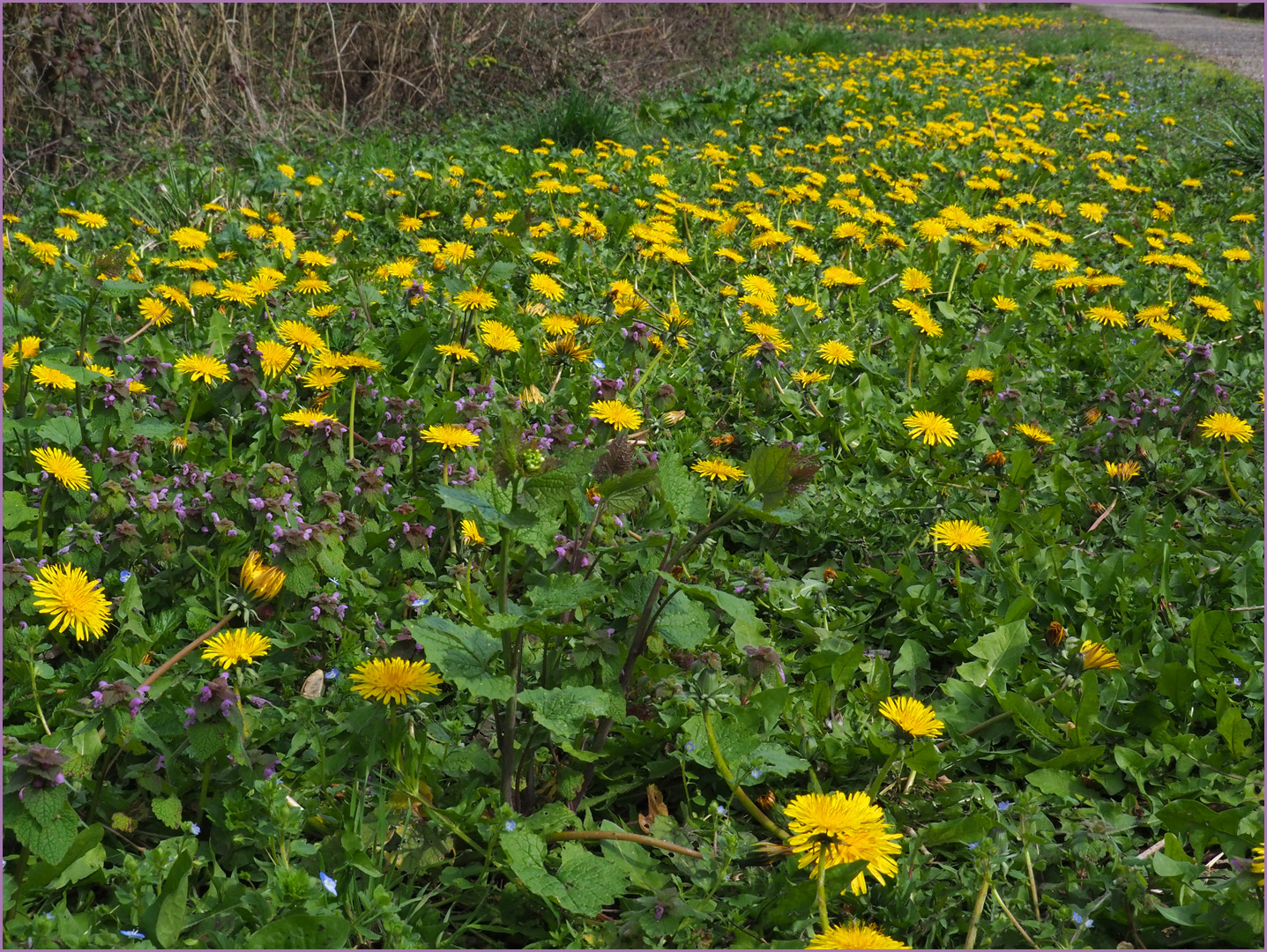 Le printemps au bord du chemin