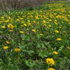 Le printemps au bord du chemin