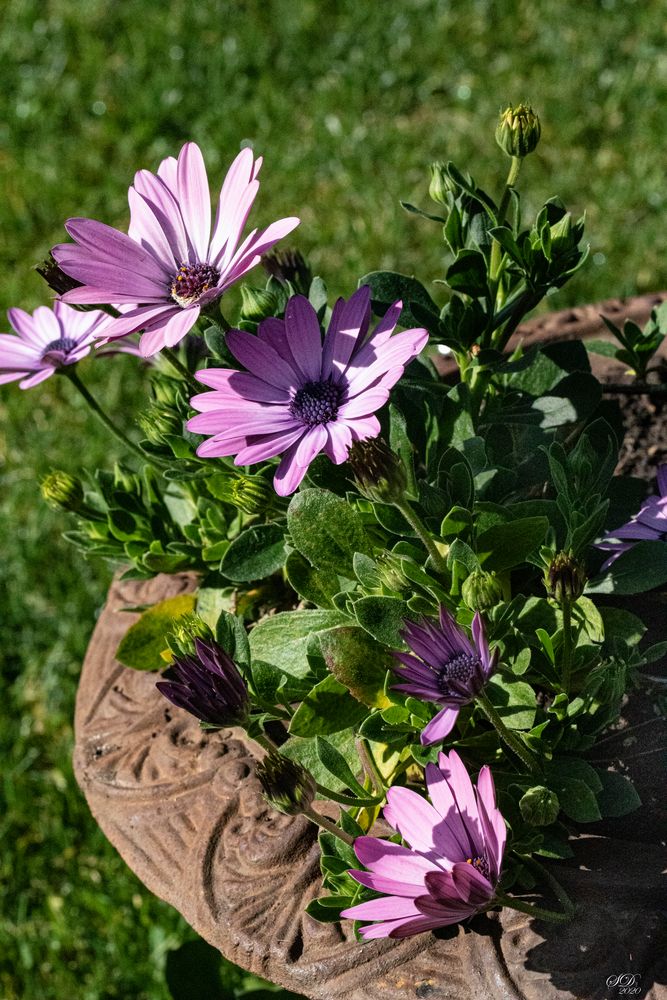 Le printemps au jardin