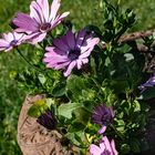 Le printemps au jardin