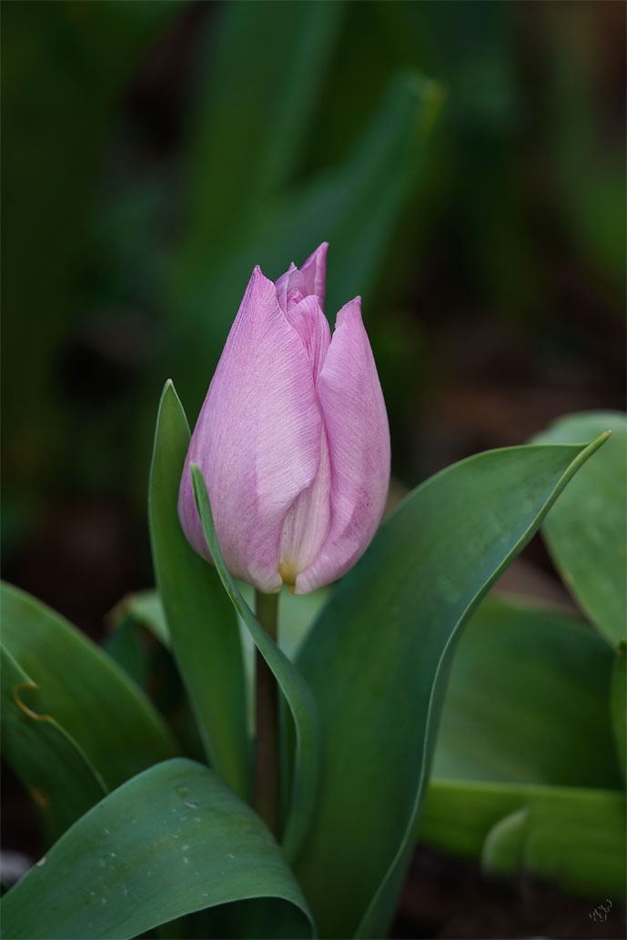 Le printemps au jardin ....