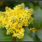 le printemps au jardin