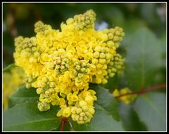 le printemps au jardin