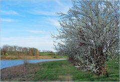 Le printemps au lac du Bousquetarra