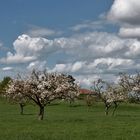 le printemps au pays de Flaubert et Maupassant