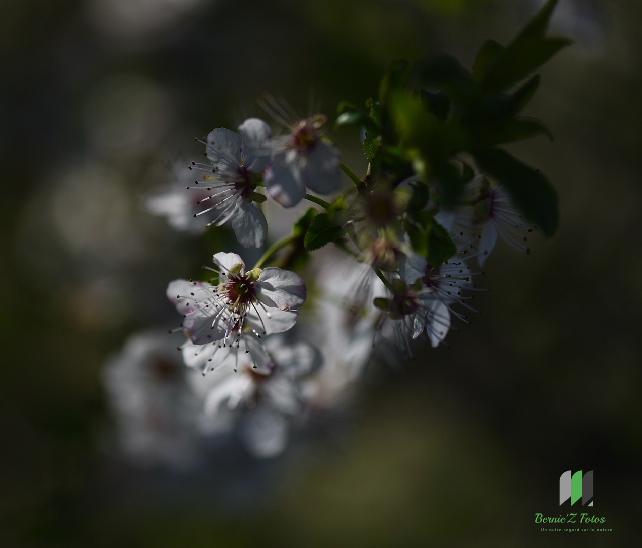 Le printemps avant l'heure