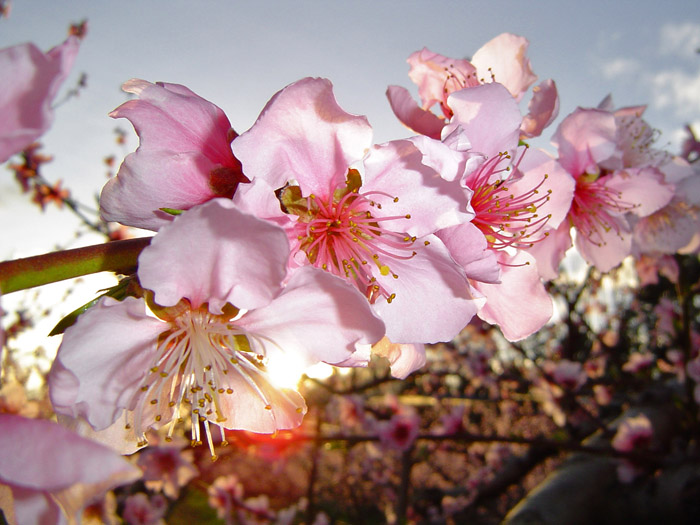 Le printemps