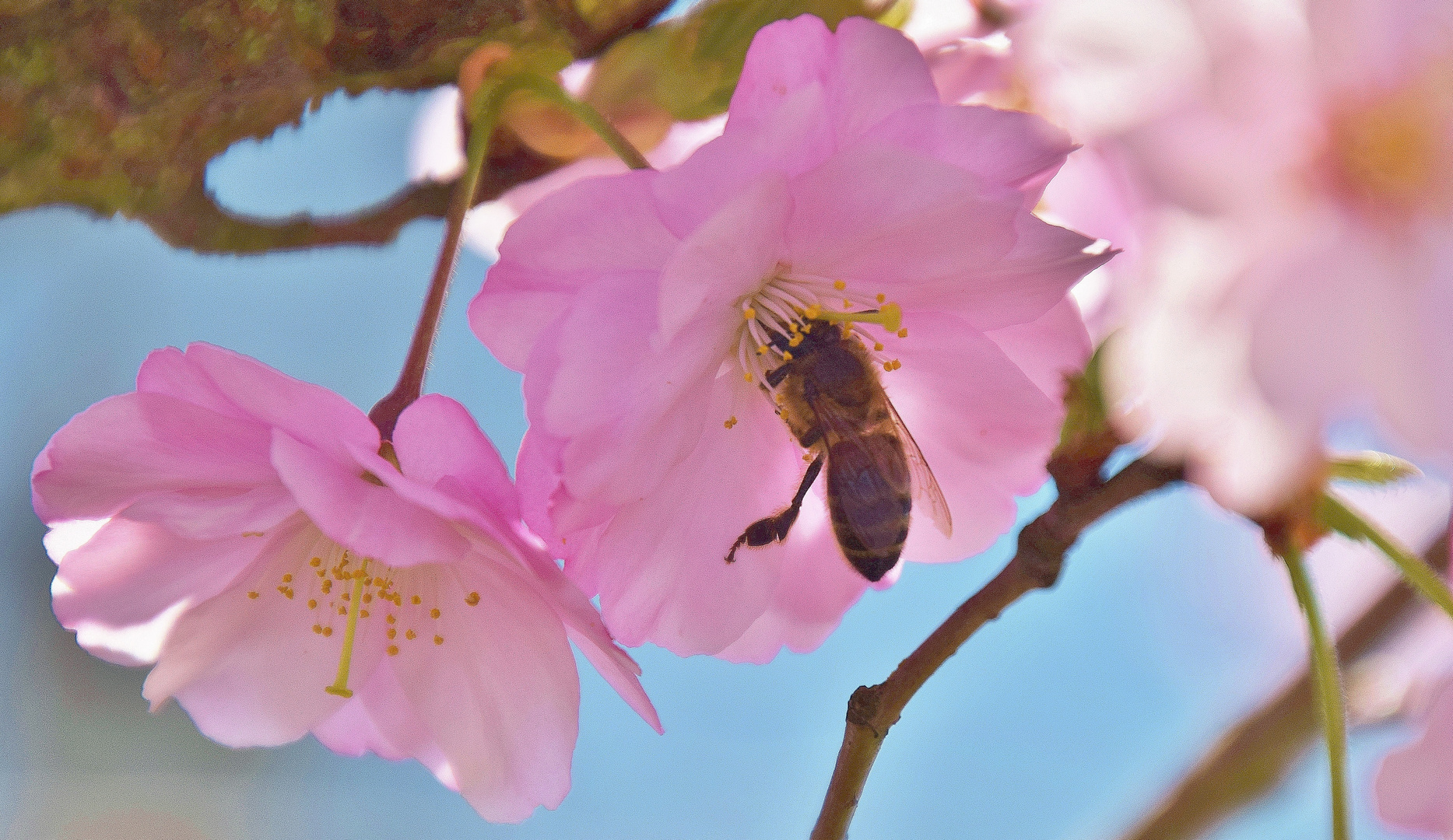 Le printemps...