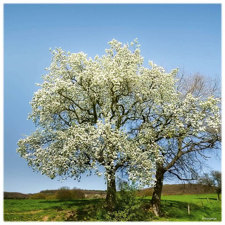 Le printemps c'est la Fête......