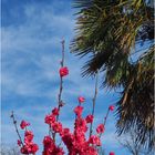 Le printemps chez un voisin