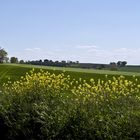  Le printemps comme je l’aime  --  Der Frühling, wie ich ihn gern habe.