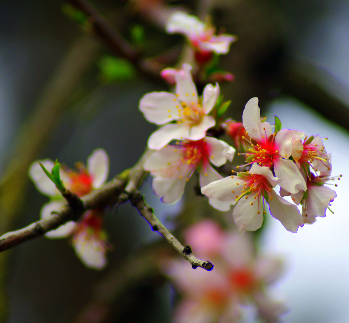  le printemps !