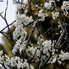 Le printemps dans l'air