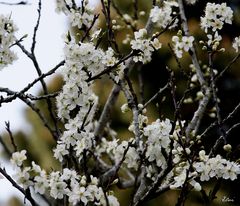 Le printemps dans l'air