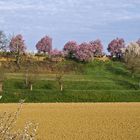 Le printemps dans le Gers -- Vallée de l’Osse, près de Mouchan