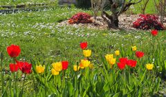 Le printemps dans le jardin