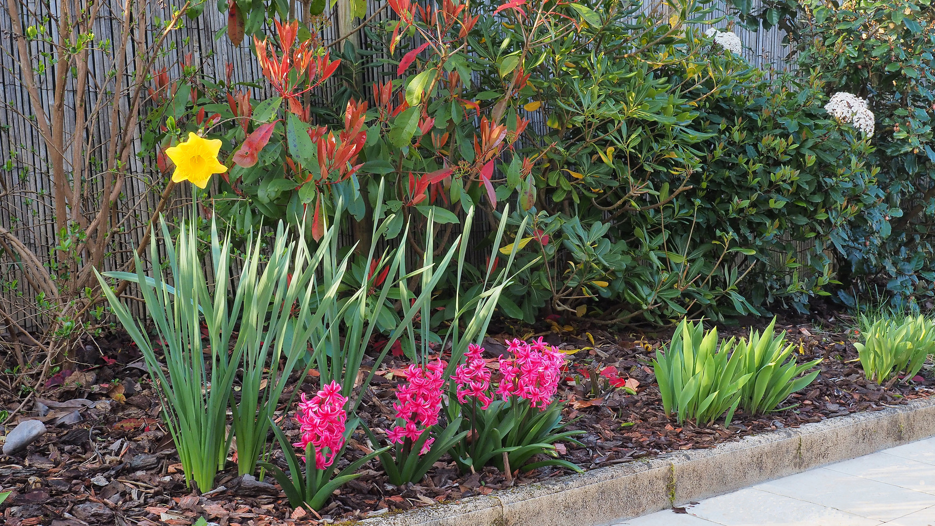 Le printemps dans le jardin