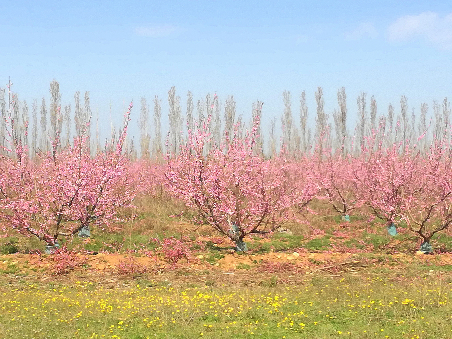 Le printemps dans le Sud ! 