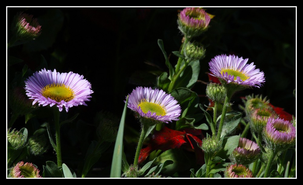 " Le Printemps dans ma haie "