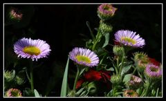 " Le Printemps dans ma haie "