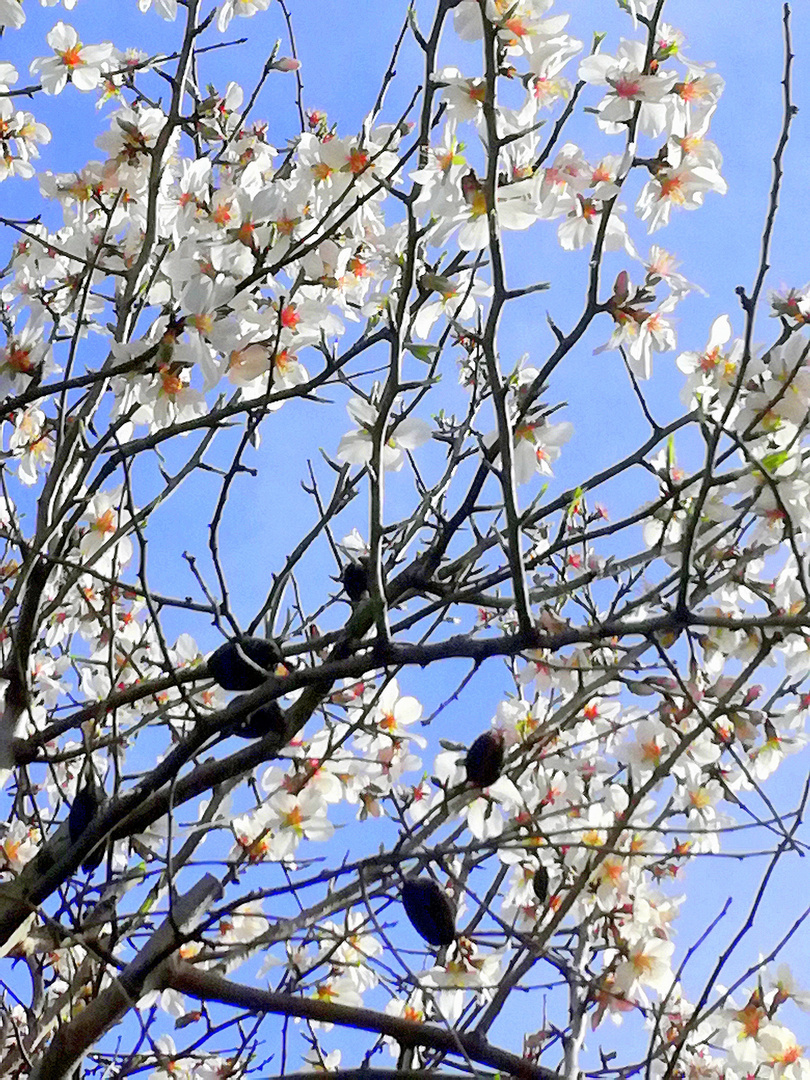 Le printemps dans mon jardin