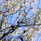 Le printemps dans mon jardin