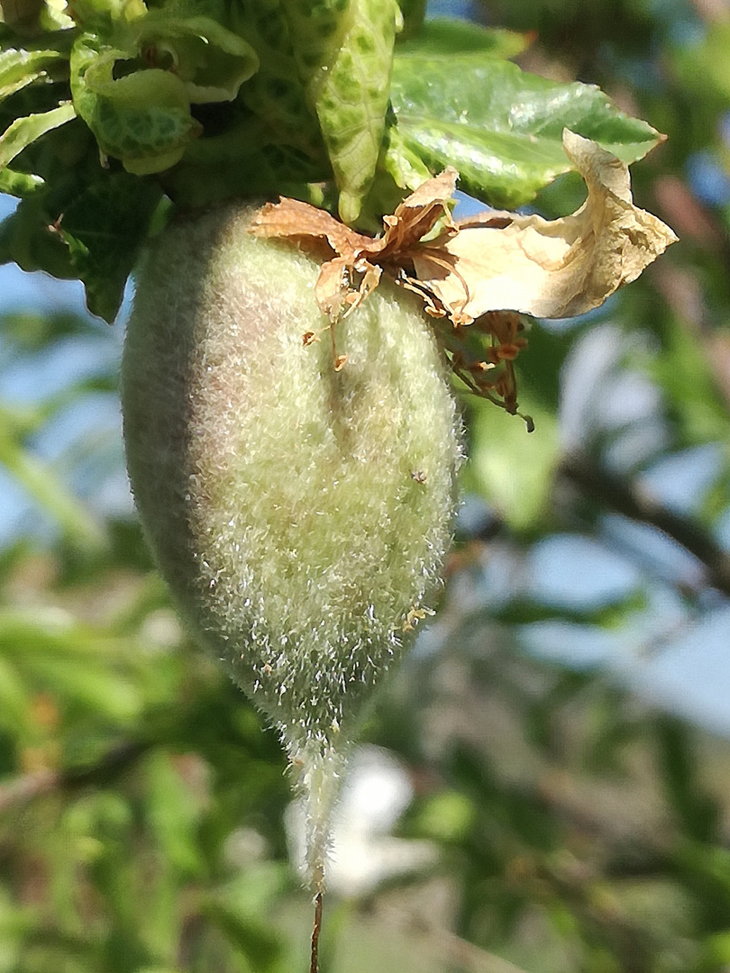 Le Printemps dans mon jardin !